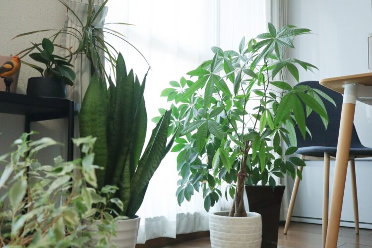 観葉植物の選び方10のポイント