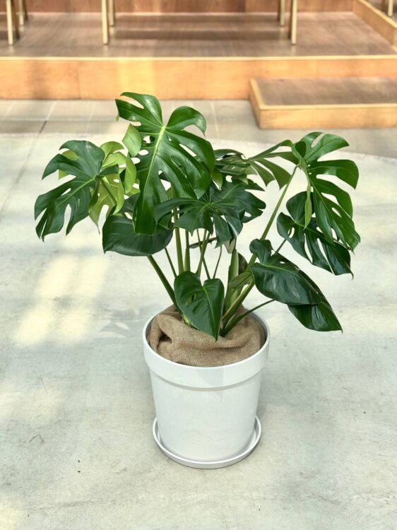 green roomのモンステラ