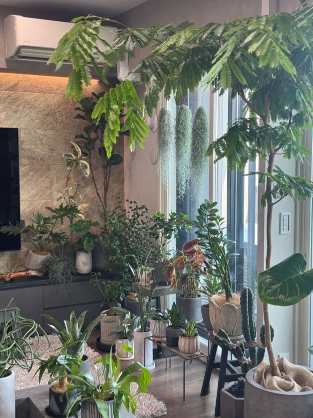 名古屋市中村区のI様邸宅　観葉植物コーディネート