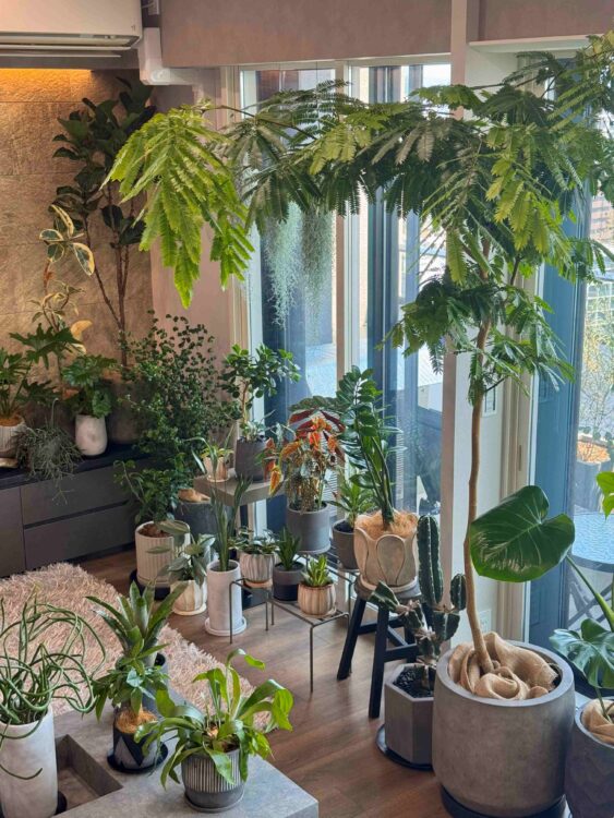 名古屋市中村区のI様邸宅　観葉植物コーディネート
