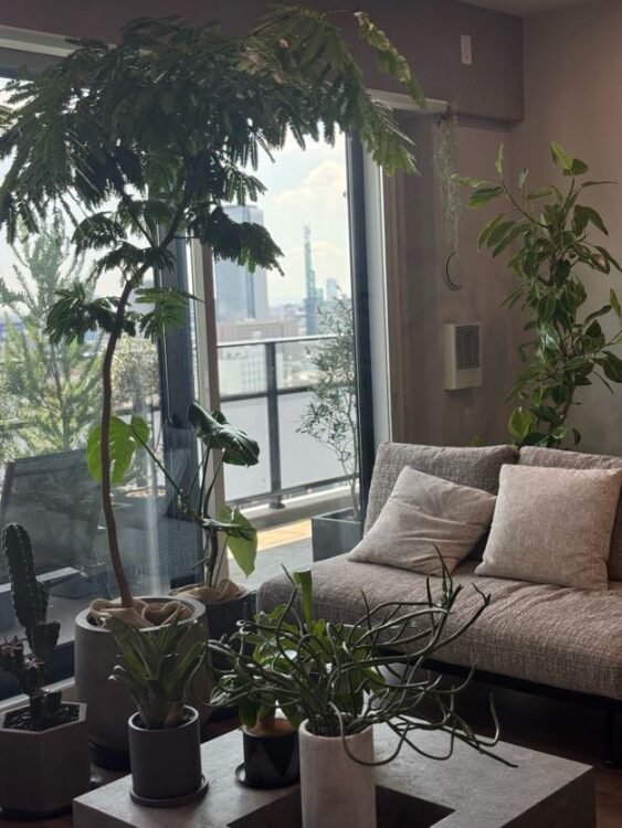 名古屋市中村区の邸宅　観葉植物コーディネート