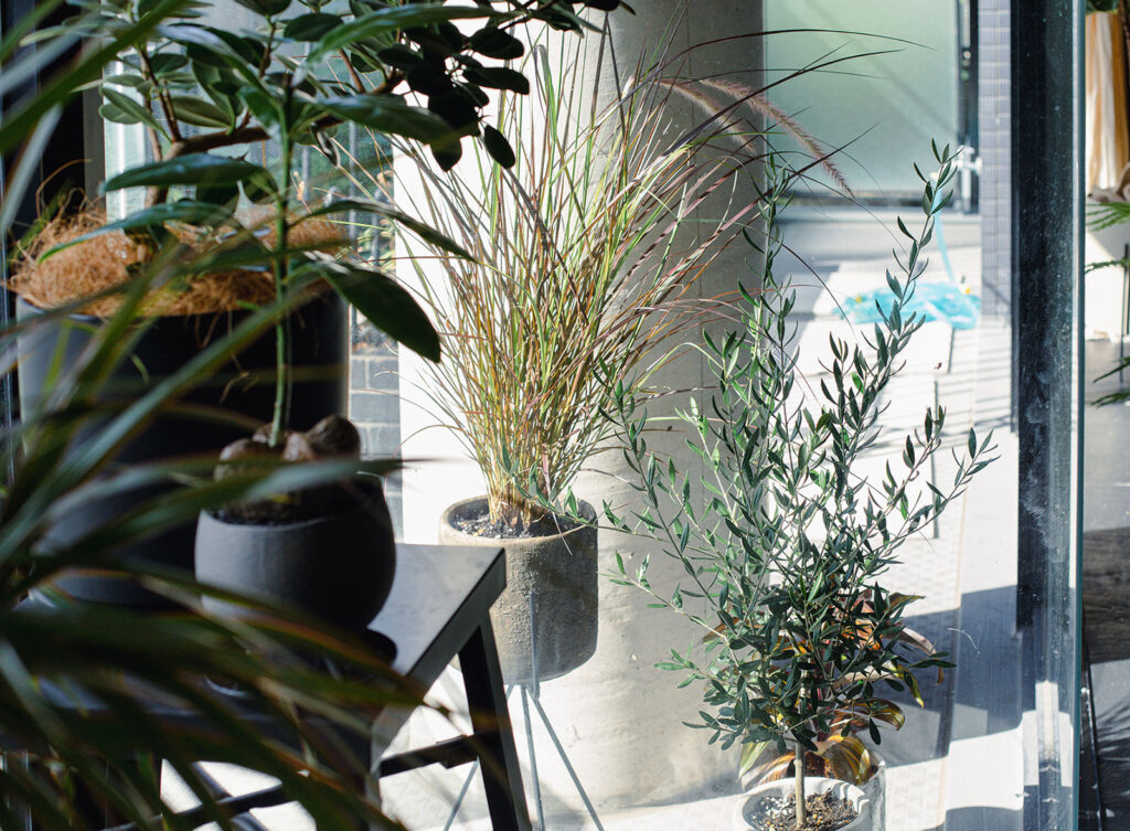 観葉植物コーディネート