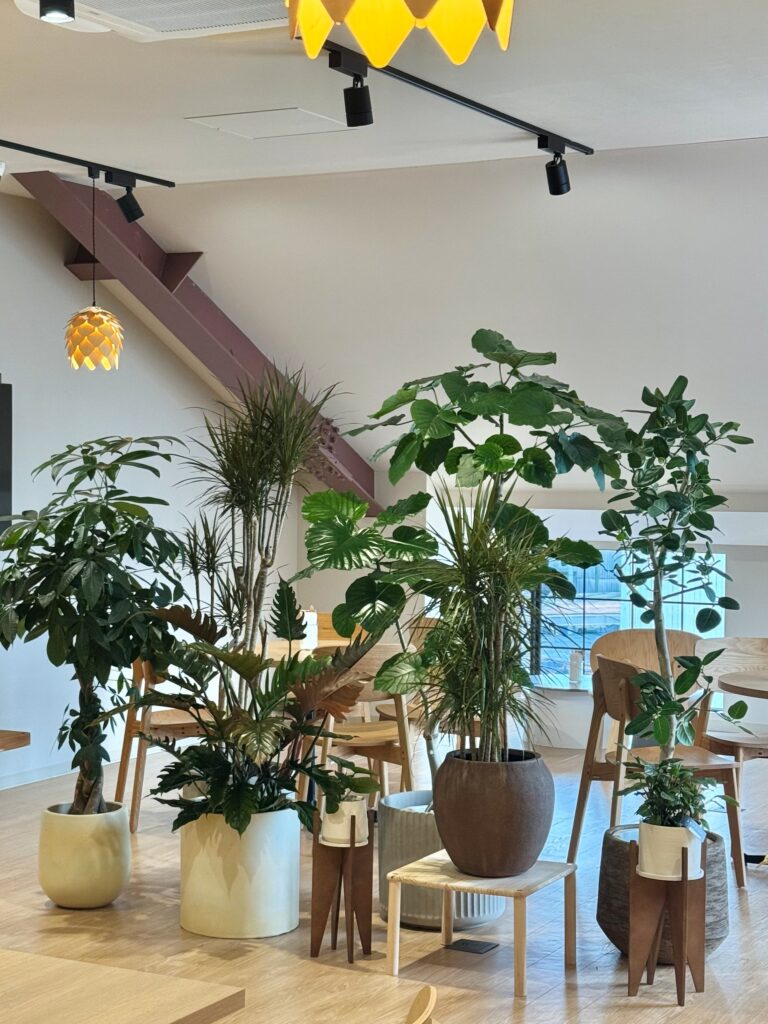 小牧市 カフェ様 植物コーディネート・定期メンテナンス